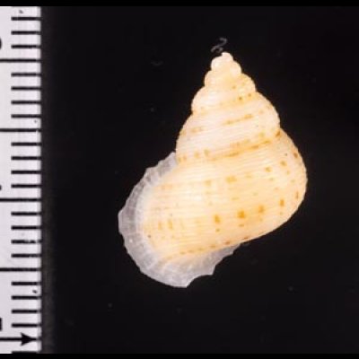 ヒメノトガリヒダクチヒレ （仮称） Eutudora jimenoifig.2