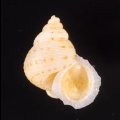 ヒメノトガリヒダクチヒレ （仮称）