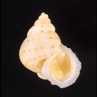 ヒメノトガリヒダクチヒレ （仮称） Eutudora jimenoifig.1