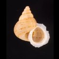 ヒメノトガリヒダクチヒレ （仮称）
