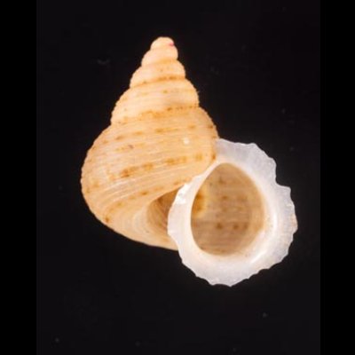 ヒメノトガリヒダクチヒレ （仮称） Eutudora jimenoifig.1