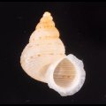ヒメノトガリヒダクチヒレ （仮称）