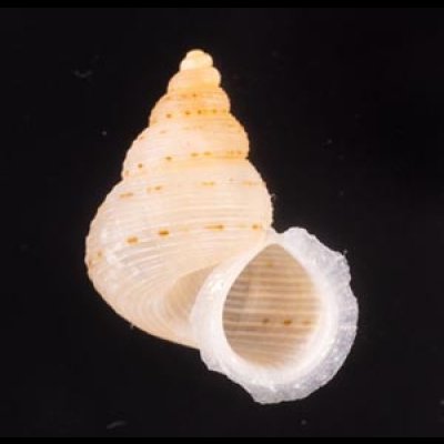 ヒメノトガリヒダクチヒレ （仮称） Eutudora jimenoifig.1