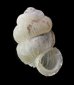 セラタンクチキレゴマガイ (仮称) Arinia clausa aff.fig.1