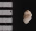 セラタンクチキレゴマガイ (仮称) Arinia clausa aff.fig.2