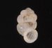 セラタンクチキレゴマガイ (仮称) Arinia clausa aff.fig.1