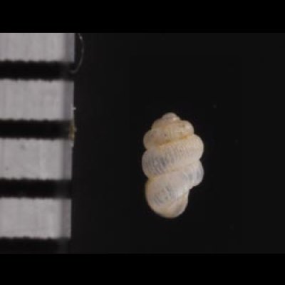 セラタンクチキレゴマガイ (仮称) Arinia clausa aff.fig.2