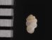 セラタンクチキレゴマガイ (仮称) Arinia clausa aff.fig.2
