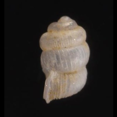 セラタンクチキレゴマガイ (仮称) Arinia clausa aff.fig.3