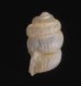 セラタンクチキレゴマガイ (仮称) Arinia clausa aff.fig.3