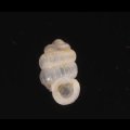 セラタンクチキレゴマガイ (仮称)