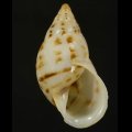 Drymaeus souzalopesi スーザロペスミカンマイマイ (仮称)