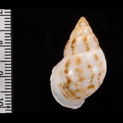 スーザロペスミカンマイマイ (仮称) Drymaeus souzalopesifig.2