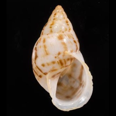 スーザロペスミカンマイマイ (仮称) Drymaeus souzalopesifig.1