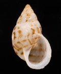 Drymaeus souzalopesi スーザロペスミカンマイマイ (仮称)