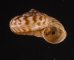 デリスルダンアツブタ (仮称) Cyclotus sp.fig.2