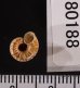 デリスルダンアツブタ (仮称) Cyclotus sp.fig.3