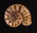デリスルダンアツブタ (仮称) Cyclotus sp.fig.1