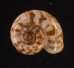 デリスルダンアツブタ (仮称) Cyclotus sp.fig.1