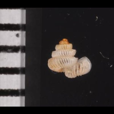 バリトエントツノタウチガイ (仮称) Opisthostoma baritensefig.2