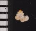 バリトエントツノタウチガイ (仮称) Opisthostoma baritensefig.2