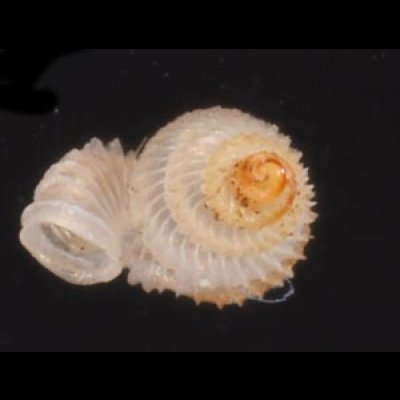 バリトエントツノタウチガイ (仮称) Opisthostoma baritensefig.3