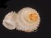 バリトエントツノタウチガイ (仮称) Opisthostoma baritensefig.3
