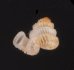 バリトエントツノタウチガイ (仮称) Opisthostoma baritensefig.1