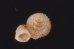 バリトエントツノタウチガイ (仮称) Opisthostoma baritensefig.3