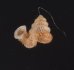 バリトエントツノタウチガイ (仮称) Opisthostoma baritensefig.1