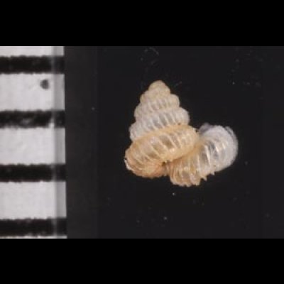 バリトエントツノタウチガイ (仮称) Opisthostoma baritensefig.2