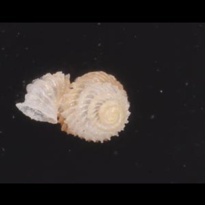 バリトエントツノタウチガイ (仮称) Opisthostoma baritensefig.3