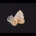 バリトエントツノタウチガイ (仮称)