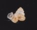 バリトエントツノタウチガイ (仮称) Opisthostoma baritensefig.1