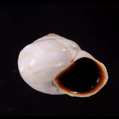 リボンマイマイ(スリランカ) Trachia vittatafig.2