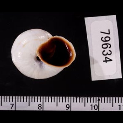 リボンマイマイ(スリランカ) Trachia vittatafig.3