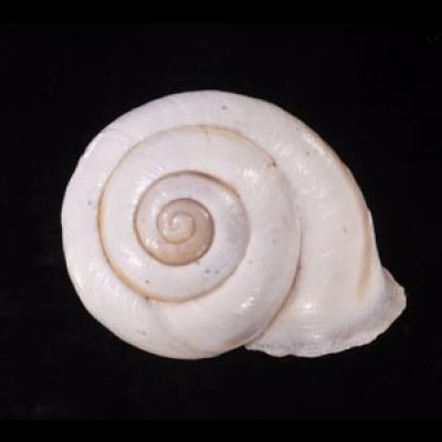 リボンマイマイ(スリランカ) Trachia vittatafig.1