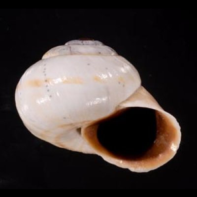 リボンマイマイ(スリランカ) Trachia vittatafig.2