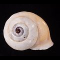 リボンマイマイ(スリランカ)