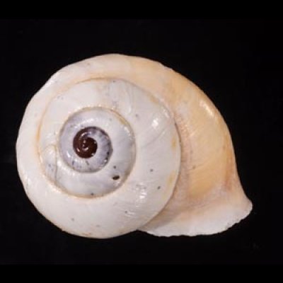 リボンマイマイ(スリランカ) Trachia vittatafig.1