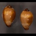 Erronea adusta persica ペルシャクチグロキヌタ