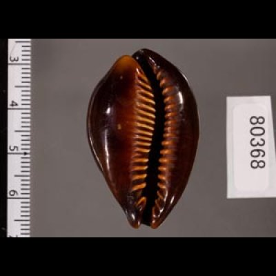 ペルシャクチグロキヌタ Erronea adusta persicafig.2