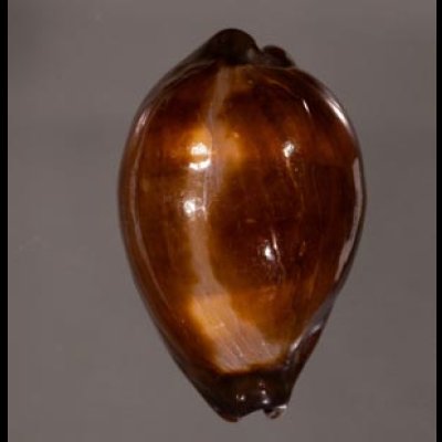 ペルシャクチグロキヌタ Erronea adusta persicafig.1