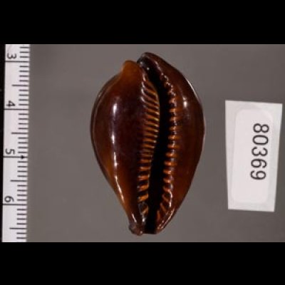 ペルシャクチグロキヌタ Erronea adusta persicafig.2