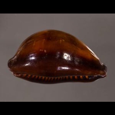 ペルシャクチグロキヌタ Erronea adusta persicafig.3