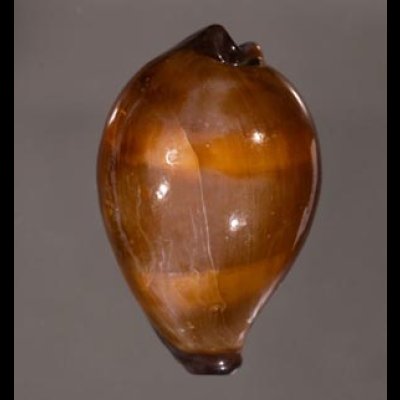 ペルシャクチグロキヌタ Erronea adusta persicafig.1