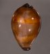 ペルシャクチグロキヌタ Erronea adusta persicafig.1