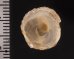 チリメンフウリンチドリ Cheilea cicatricosafig.2