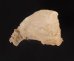 チリメンフウリンチドリ Cheilea cicatricosafig.3