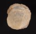 チリメンフウリンチドリ Cheilea cicatricosafig.1